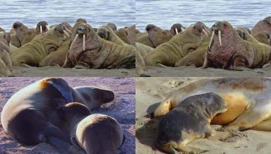 一群海豹在岸上晒太阳高清在线视频素材下载