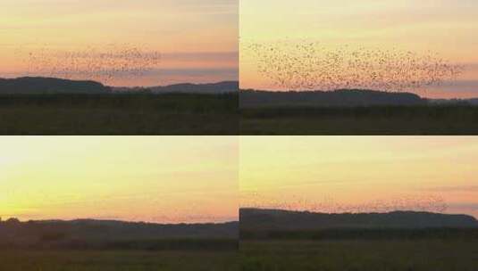 黄昏鸟群迁徙唯美意境 高清在线视频素材下载