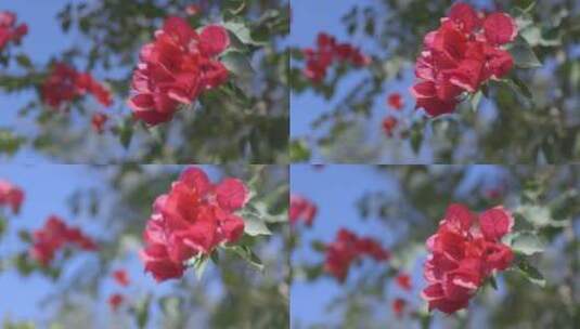 红色花朵迎风摇曳高清在线视频素材下载