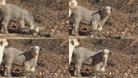 4K养殖畜牧-小羊羔们低头吃草高清在线视频素材下载