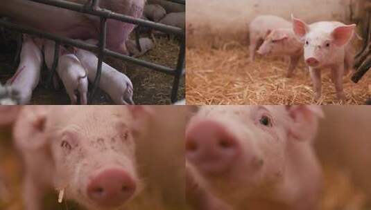 猪仔生猪养猪场高清在线视频素材下载