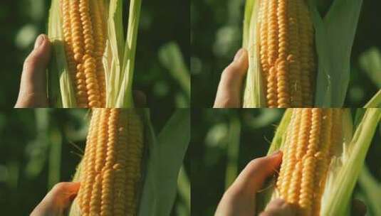 农民在手里端详刚成熟的玉米高清在线视频素材下载