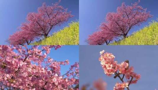 樱花盛开高清在线视频素材下载