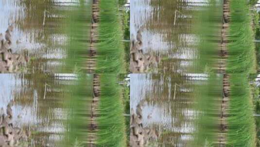 水边的芦苇高清在线视频素材下载