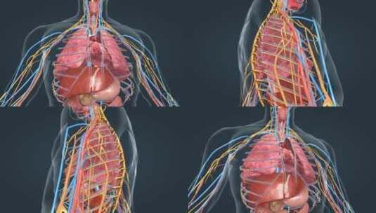 心脏心血管系统人体器官心脏功能动画泵血高清在线视频素材下载
