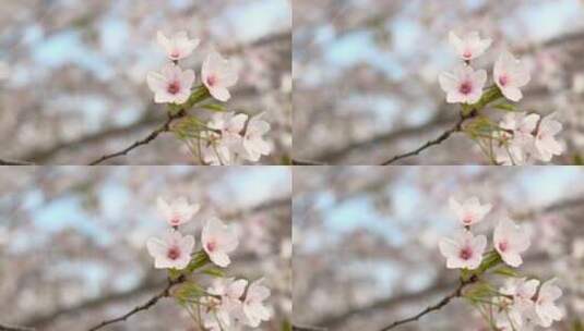 樱花空镜-特写-09高清在线视频素材下载