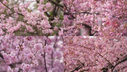 武汉东湖樱花园粉色樱花技头特写汇总3高清在线视频素材下载