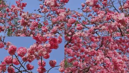 春天盛开的樱花合集高清在线视频素材下载