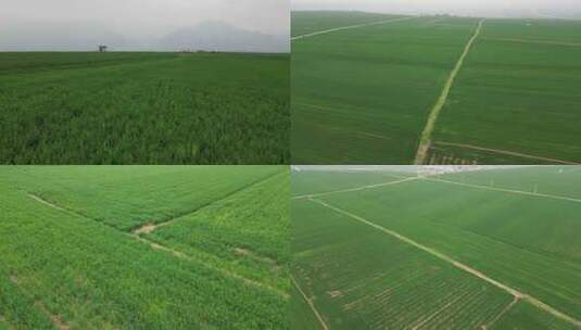 航拍新农村农场大麦田一望无际绿色小麦4高清在线视频素材下载