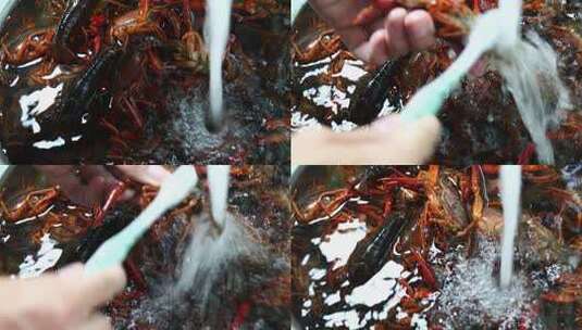 清洗小龙虾刷洗小龙虾高清在线视频素材下载