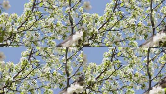 春天梨花梨树视频素材高清在线视频素材下载
