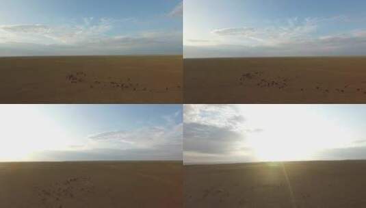 Y1 内蒙古乌兰察布四子王旗骆驼群航拍2高清在线视频素材下载
