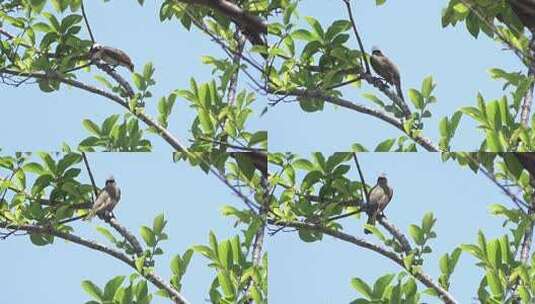 树上的小鸟1高清在线视频素材下载