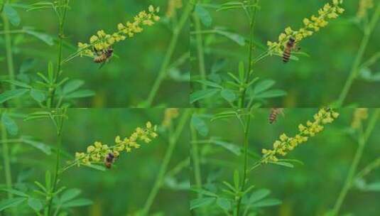 花丛蜜蜂采蜜高清在线视频素材下载