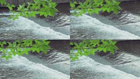 湍急河水 波浪 洪水 绿水 白水花 树叶高清在线视频素材下载