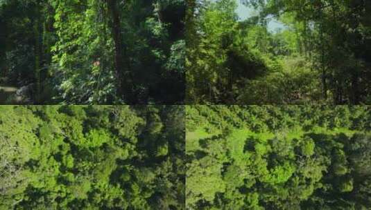 云南广西森林茂密树木绿色植被绿色青山 (4)高清在线视频素材下载