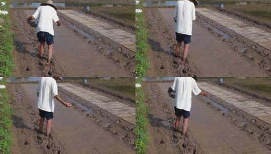 农民撒播水稻种子春天立春雨水芒种小满稻谷高清在线视频素材下载