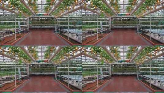4K 寿光菜博会蔬菜大棚农业种植高清在线视频素材下载