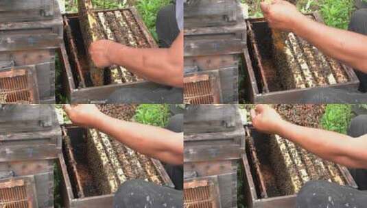 4K蜂农蜂箱取出巢原生态土蜂蜜实拍视频高清在线视频素材下载