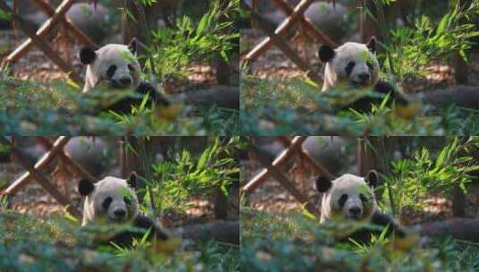 大熊猫国宝保护动物成都四川保护动物高清在线视频素材下载