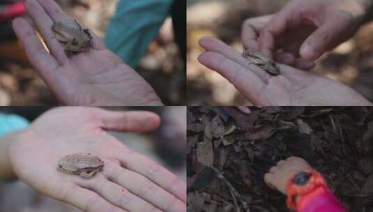 云南普洱手掌中的小林蛙高清在线视频素材下载