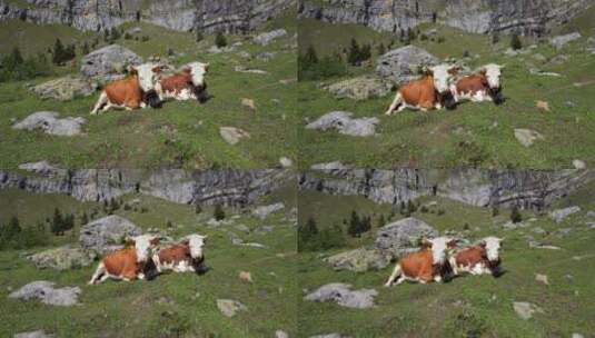 两头奶牛在瑞士阿尔卑斯山绿色郁郁葱葱的草地上，咀嚼着青草。高清在线视频素材下载