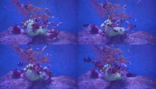 珊瑚小丑鱼雀鲷鱼缸海洋馆高清在线视频素材下载