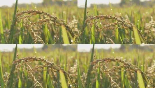 清晨阳光照耀在水稻上，逆光拍摄成熟的水稻高清在线视频素材下载