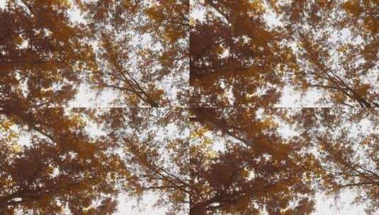 4K拍摄唯美金色秋时节树林高清在线视频素材下载