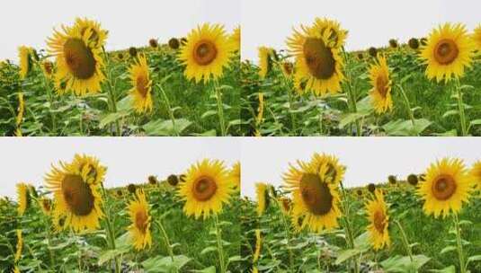 夏季一片向日葵盛开4K风光高清在线视频素材下载