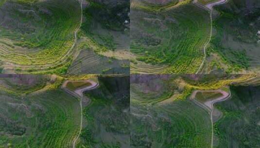 航拍甘肃黄土高原植被地貌高清在线视频素材下载