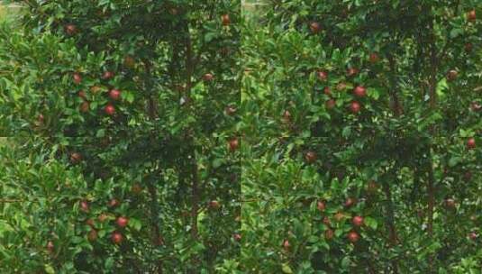 茶油果 油茶果 油茶种植高清在线视频素材下载