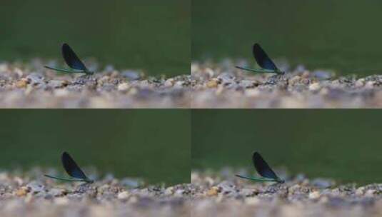 只黑蓝色的黑蟌 翅膀是蓝色的蜻蜓高清在线视频素材下载