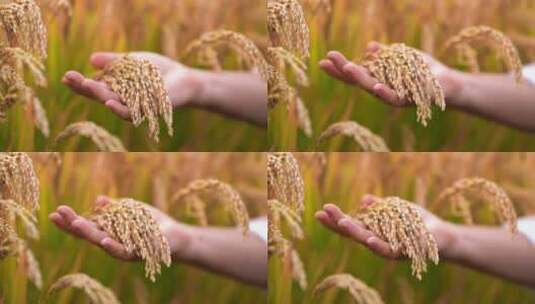 稻穗 水稻高清在线视频素材下载