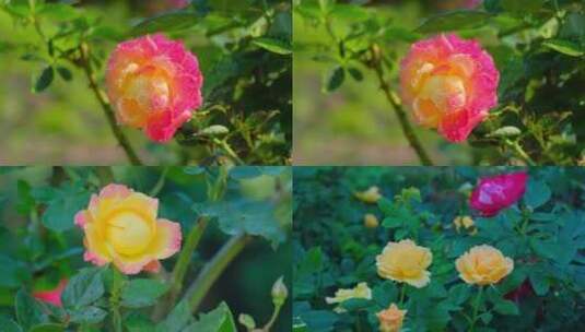 玫瑰花 月季花 花园 玫瑰园高清在线视频素材下载