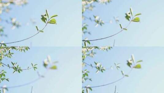 树枝春芽绿叶蓝天慢动作变焦高清在线视频素材下载