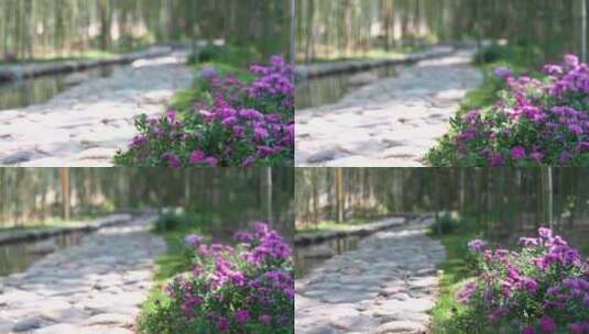 石头路地面素材特写美丽乡村振兴花朵空镜头高清在线视频素材下载