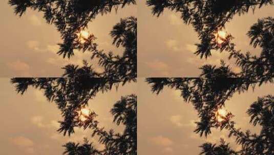 黄昏夕阳树影高清在线视频素材下载