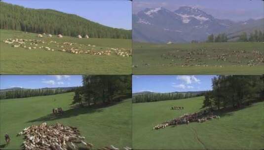 草原牧民放牧牛羊成群3高清在线视频素材下载
