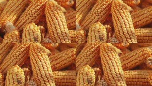 粮食玉米丰收高清在线视频素材下载
