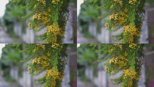 绿植鲜花黄花树大树植物特写高清在线视频素材下载
