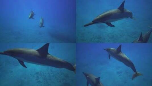 海底特写两只游泳的海豚高清在线视频素材下载