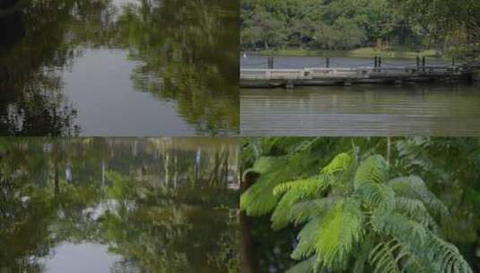 2023广州黄埔公园绿树森林植物高清在线视频素材下载