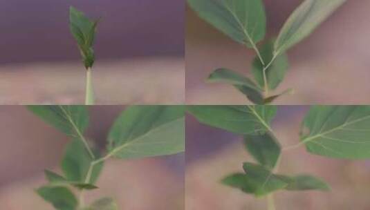 植物，Cgi，生长，3d高清在线视频素材下载