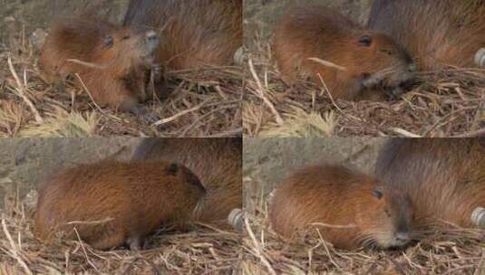 海狸鼠、食草动物、Coypu、啮齿动物高清在线视频素材下载