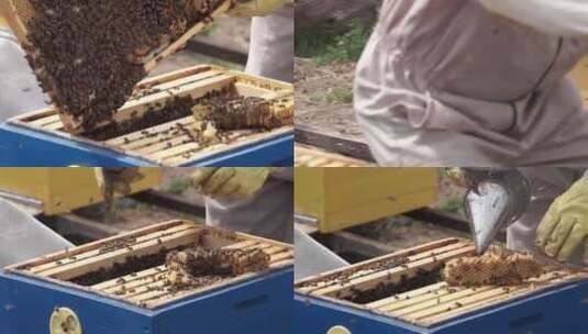 检查蜂房里的蜜蜂高清在线视频素材下载