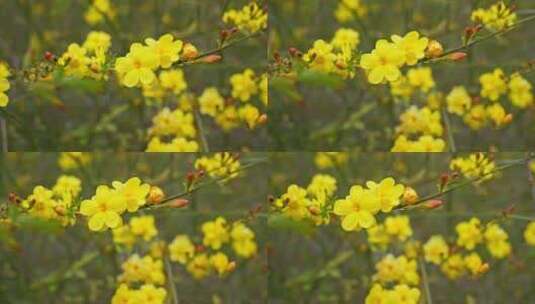 早春迎春花清明花小黄花花簇花瓣花蕊花朵高清在线视频素材下载