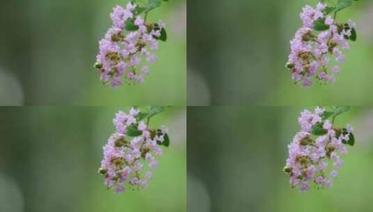 秋天雨后的紫薇花高清在线视频素材下载