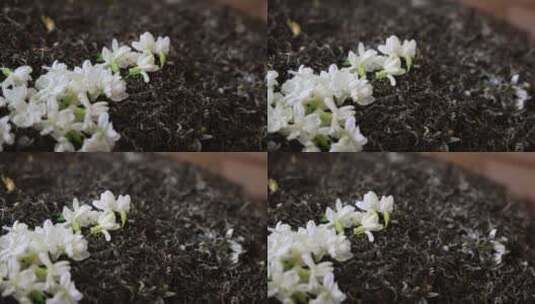 唯美茉莉花与茉莉花茶制作福州茉莉花种植园高清在线视频素材下载