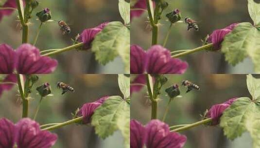 自然界蜜蜂采蜜特写升格高清在线视频素材下载